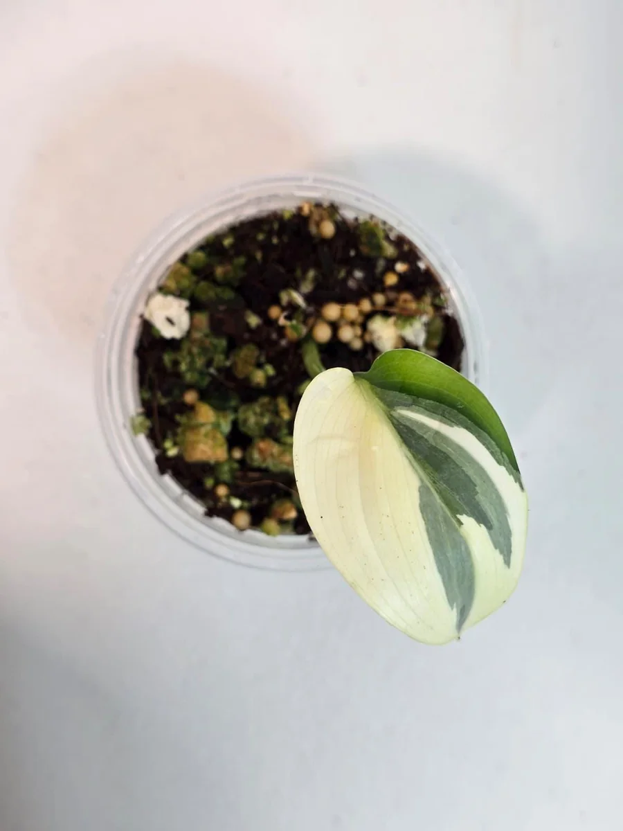 Scindapsus Treubii Moonlight Albo Live Plant - Variegated Houseplant - Image 2