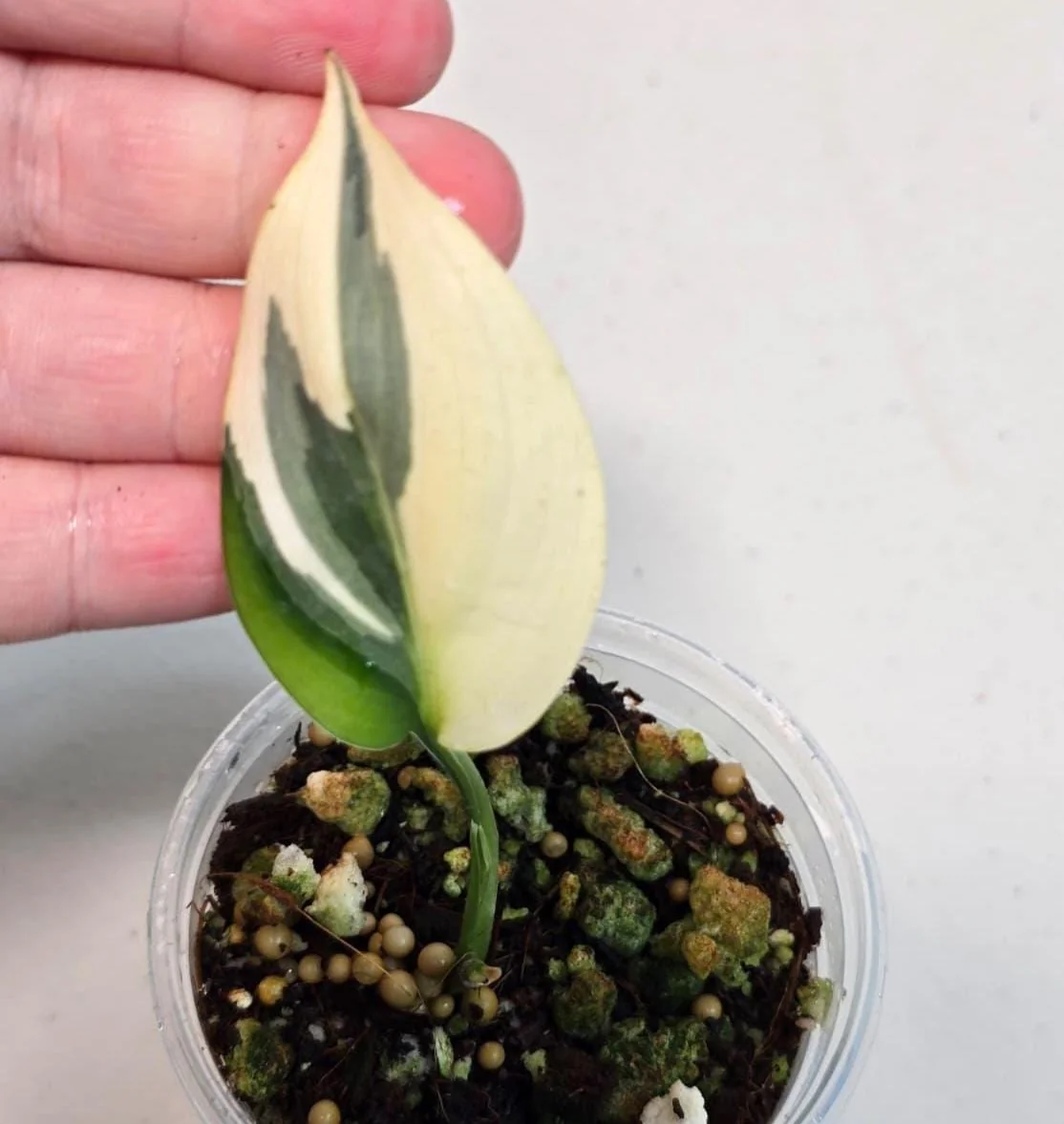 Scindapsus Treubii Moonlight Albo Live Plant - Variegated Houseplant - Image 3