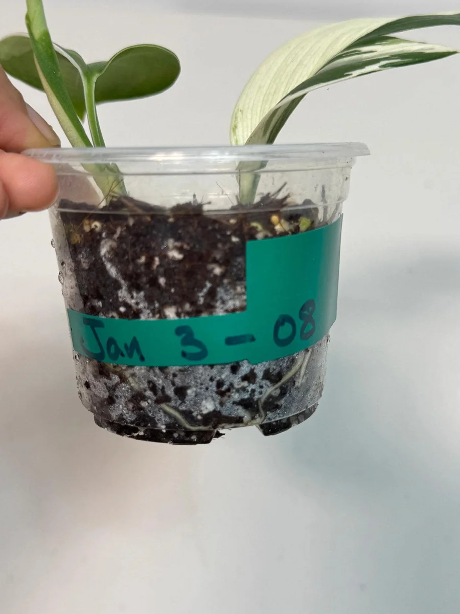 Scindapsus Treubii Moonlight Albo Live Plant – Variegated Houseplant - Image 4