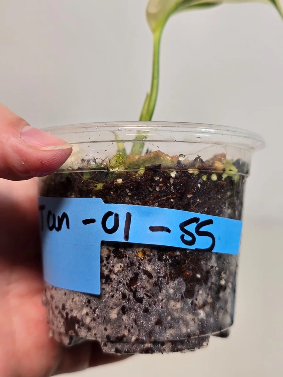 Scindapsus Treubii Moonlight Albo Live Plant - Variegated Houseplant - Image 4