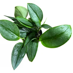 Scindapsus Treubii Moonlight Live Plant – 4 inch Grow Pot – Rare Houseplant - Image 3