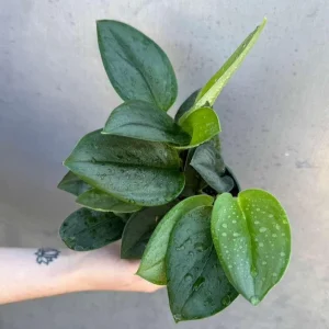 Scindapsus Treubii Moonlight Live Plant – Rare Silver-Green Houseplant – 4 inch Pot - Image 2
