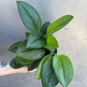 Scindapsus Treubii Moonlight Live Plant – Rare Silver-Green Houseplant – 4 inch Pot - Image 3