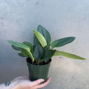 Scindapsus Treubii Moonlight Live Plant – Rare Silver-Green Houseplant – 4 inch Pot - Image 5