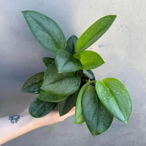 Scindapsus Treubii Moonlight Live Plant – Rare Silver-Green Houseplant – 4 inch Pot - Image 6