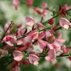 Scotch Broom Live Plant – Cytisus Shrub – 4 inch Pot – Outdoor Perennial - Image 1