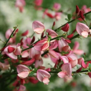 Scotch Broom Live Plant – Cytisus Shrub – 4 inch Pot – Outdoor Perennial - Image 1