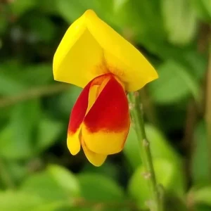 Scotch Broom Live Plant – Sister Disco Cytisus – 4 inch Pot – Vibrant Yellow & Red Flowers – Outdoor Shrub - Image 1
