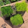 Scotch & Irish Moss Live Plants - Sagina subulata, Scleranthus uniflorus - 3.5in Pot - Image 1