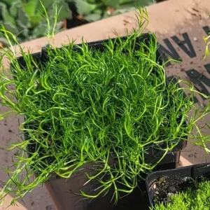 Scotch & Irish Moss Live Plants - Sagina subulata, Scleranthus uniflorus - 3.5in Pot - Image 2