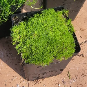 Scotch & Irish Moss Live Plants - Sagina subulata, Scleranthus uniflorus - 3.5in Pot - Image 3