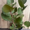 Sea Grape Live Plant, Coccoloba uvifera - 10" Pot Coastal Shrub, Salt Tolerant Outdoor - Image 1