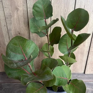 Sea Grape Live Plant, Coccoloba uvifera - 10