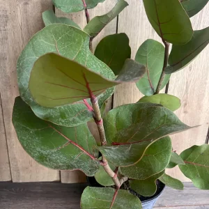Sea Grape Live Plant, Coccoloba uvifera - 10