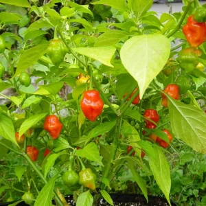 Seasoning Pepper Seeds - 60 Count, Aji Dulce Type for Sofrito - Image 1
