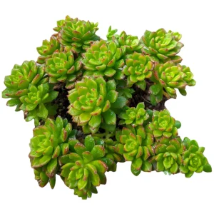 Sedeveria 'Letizia' Succulent Plant - Image 10