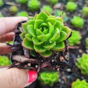 Sedeveria 'Letizia' Succulent Plant - Image 2