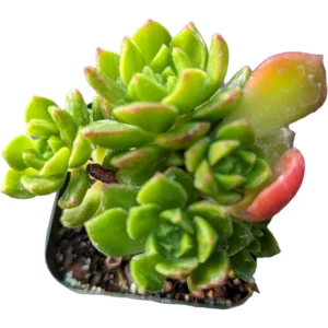Sedeveria 'Letizia' Succulent Plant - Image 3