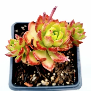 Sedeveria 'Letizia' Succulent Plant - Image 5