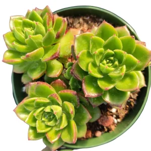 Sedeveria 'Letizia' Succulent Plant - Image 7