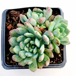 Sedeveria 'Blue Elf' Succulent Live Plant – Blue-Green & Pink – Indoor/Outdoor - Image 3