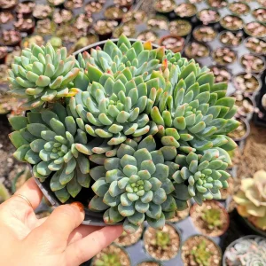 Sedeveria 'Blue Elf' Succulent Live Plant – Blue-Green & Pink – Indoor/Outdoor - Image 7