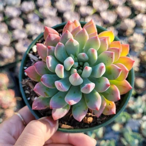 Sedeveria 'Blue Elf' Succulent Live Plant – Blue-Green & Pink – Indoor/Outdoor - Image 8