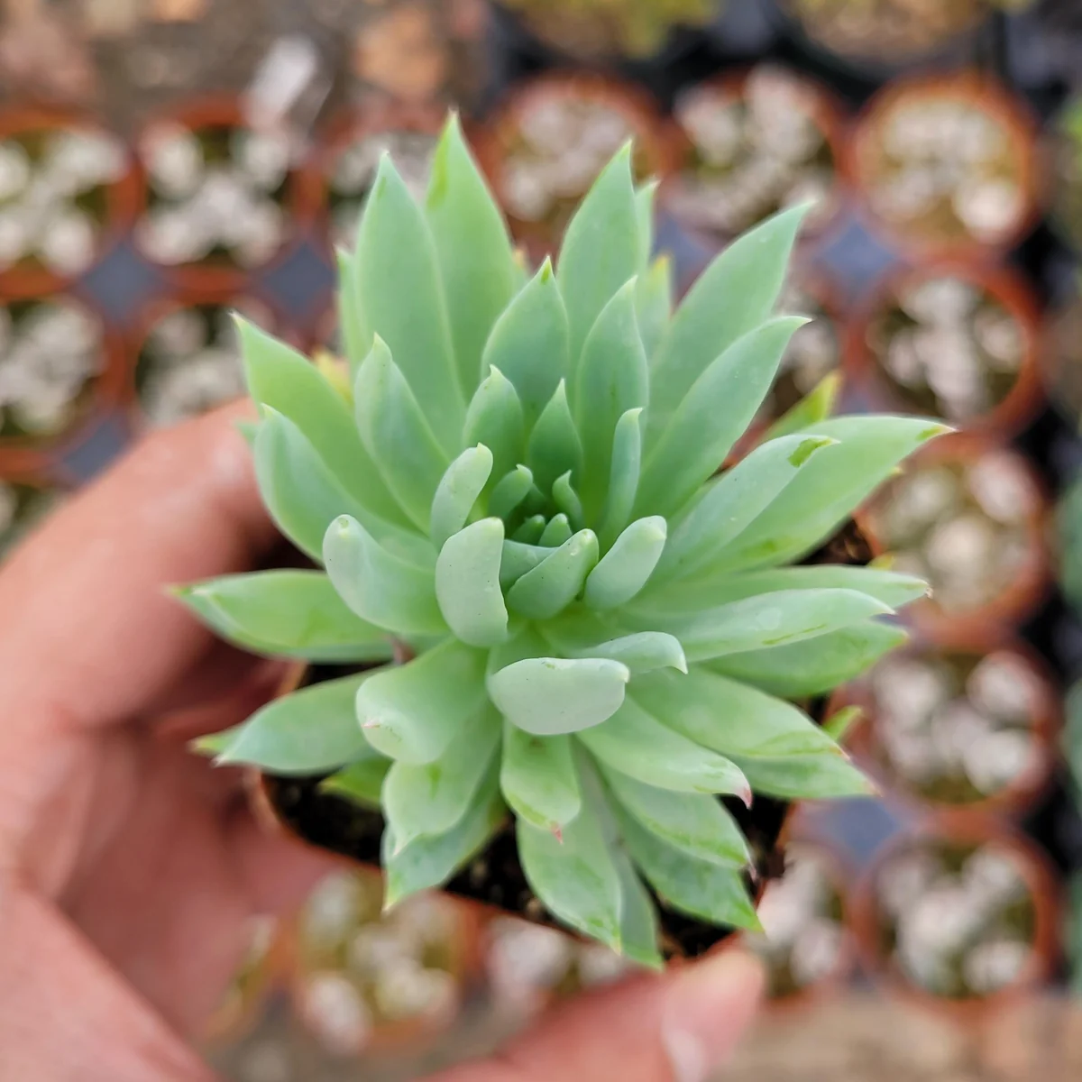 Sedeveria 'Fanfare' Succulent Live Plant - Drought Tolerant Indoor/Outdoor - Image 3