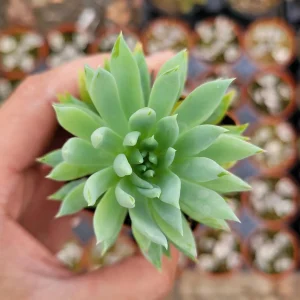 Sedeveria 'Fanfare' Succulent Live Plant - Drought Tolerant Indoor/Outdoor - Image 4