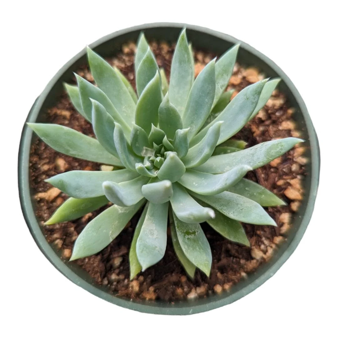 Sedeveria 'Fanfare' Succulent Live Plant - Drought Tolerant Indoor/Outdoor - Image 5