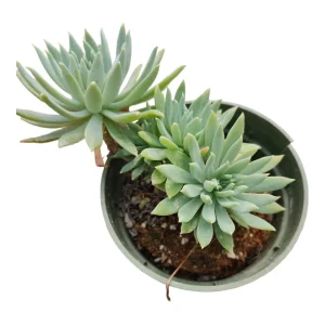 Sedeveria 'Fanfare' Succulent Live Plant - Drought Tolerant Indoor/Outdoor - Image 6