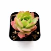 Sedeveria 'Green Rose' Succulent Live Plant - Drought Tolerant Indoor/Outdoor - Image 1
