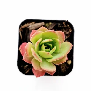 Sedeveria 'Green Rose' Succulent Live Plant - Drought Tolerant Indoor/Outdoor - Image 2