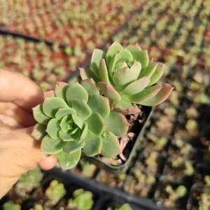 Sedeveria 'Green Rose' Succulent Live Plant - Drought Tolerant Indoor/Outdoor - Image 4