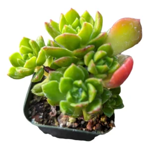 Sedeveria 'Letizia' Succulent Live Plant – Drought-Tolerant Kalanchoe Hybrid - Image 4