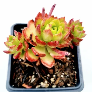 Sedeveria 'Letizia' Succulent Live Plant – Drought-Tolerant Kalanchoe Hybrid - Image 6