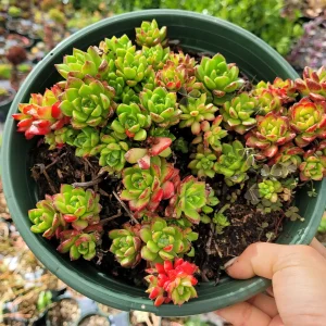 Sedeveria 'Letizia' Succulent Live Plant – Drought-Tolerant Kalanchoe Hybrid - Image 8