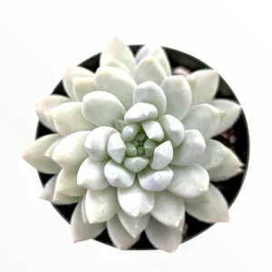 Sedeveria 'Lilac Mist' Succulent Live Plant - Potted Houseplant - Image 2