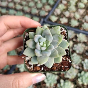 Sedeveria 'Lilac Mist' Succulent Live Plant - Potted Houseplant Indoor/Outdoor - Image 3