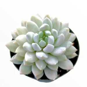 Sedeveria 'Lilac Mist' Succulent Live Plant - Potted Houseplant Indoor/Outdoor - Image 1