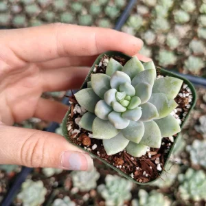 Sedeveria 'Lilac Mist' Succulent Live Plant - Potted Houseplant Indoor/Outdoor - Image 4