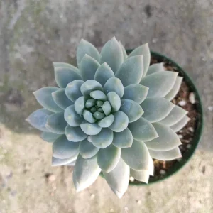 Sedeveria 'Lilac Mist' Succulent Live Plant - Potted Houseplant - Image 5