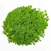 Sedum acre Succulent Plant – Live Stonecrop Groundcover – Drought Tolerant - Image 1