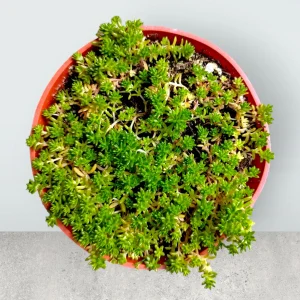 Sedum acre Succulent Plant – Live Stonecrop Groundcover – Drought Tolerant - Image 3