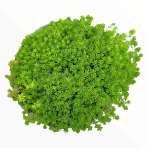 Sedum acre Succulent Plant – Live Stonecrop Groundcover – Drought Tolerant - Image 1