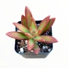 Sedum adolphii 'Firestorm' Succulent Live Plant - Red & Green Foliage - Image 1