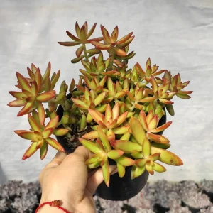 Sedum adolphii 'Firestorm' Succulent Live Plant - Red & Green Foliage - Image 3