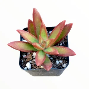 Sedum adolphii 'Firestorm' Succulent Live Plant - Red & Green Foliage - Image 1