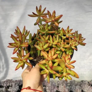 Sedum adolphii 'Firestorm' Succulent Live Plant - Red & Green Foliage - Image 4