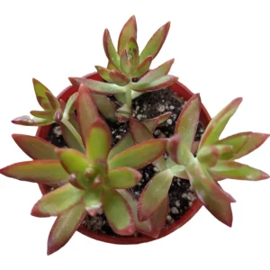 Sedum adolphii 'Firestorm' Succulent Live Plant - Red & Green Foliage - Image 5